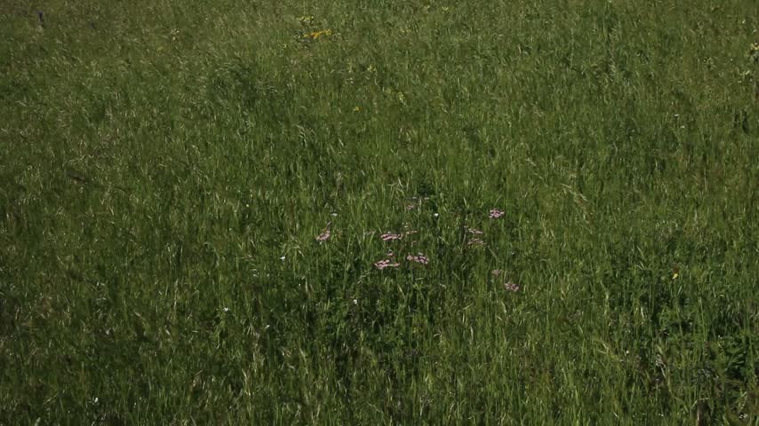 Background of green mountain meadow.