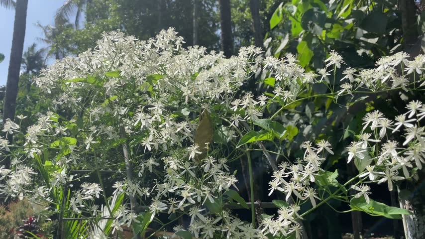 Video of Clerodendrum bush with lush white flower clusters blooming in a sunny tropical outdoor garden with palm trees in the background.