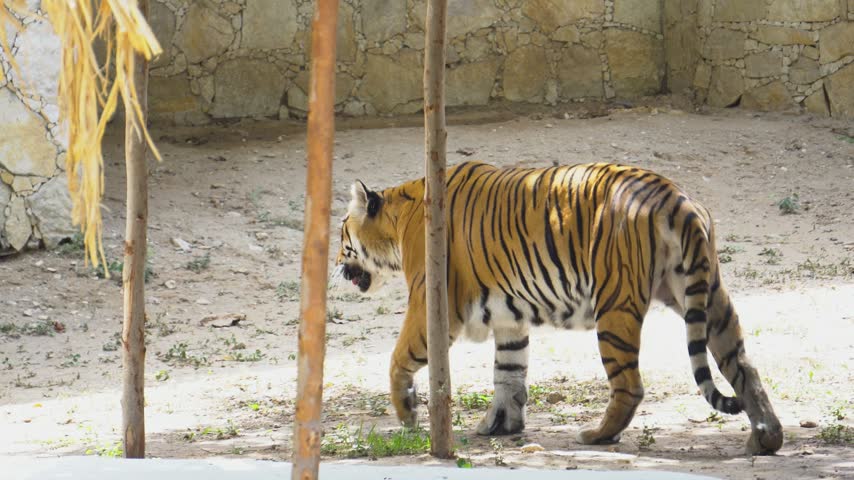 Witness the enchanting sight of a Bengal Tiger as it roams with unparalleled elegance, exuding both grace and power in every step