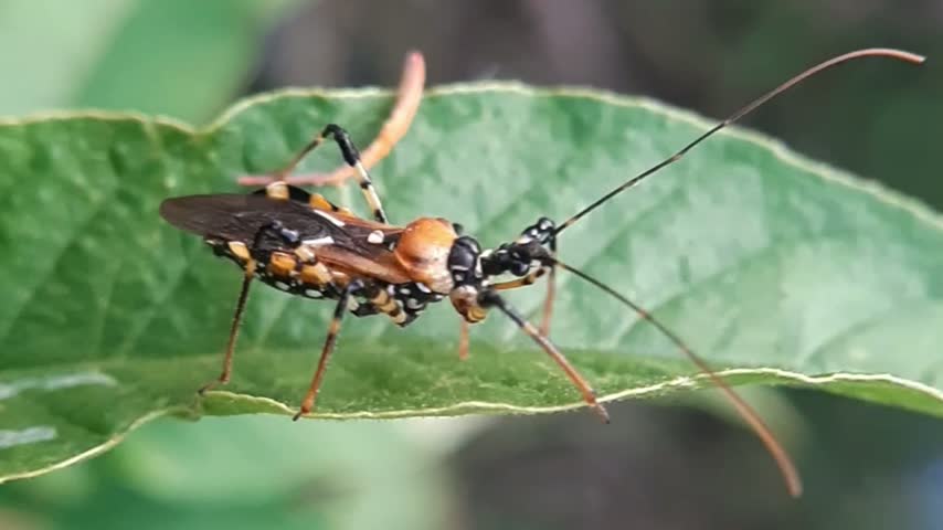 Milkweed assassin bug Zelus longipes perching on a green leaf in the wild garden