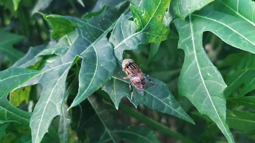 Eristalinus taeniops hoverfly resting on a green leaf in the garden during daytime