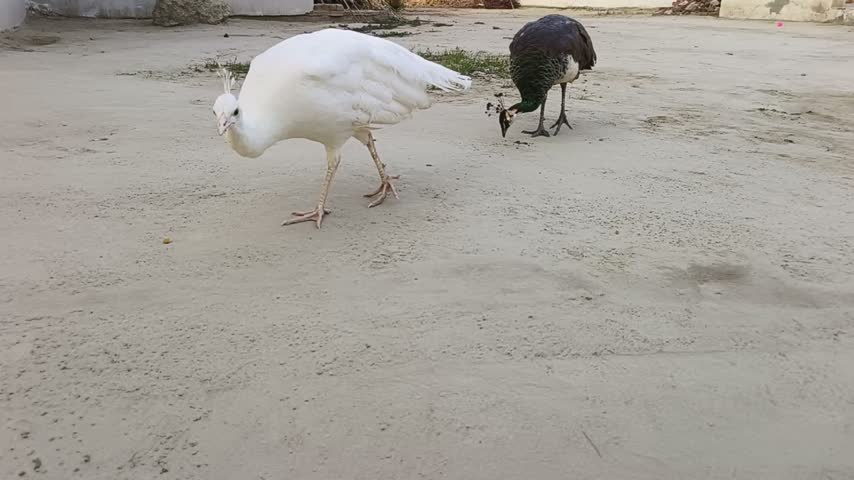  Peacock foraging on sandy ground
