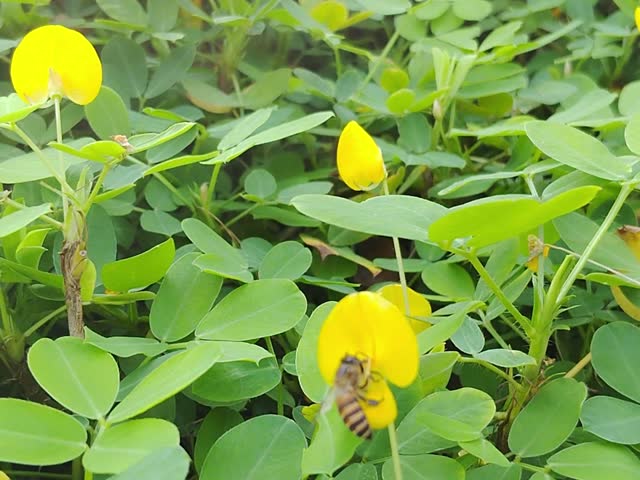 bee on yellow flower at the garden