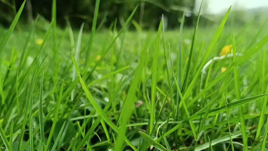 Wild Grass Growing Naturally in Untended Rural Field
