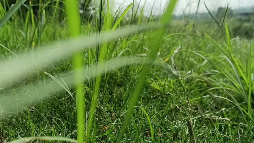 Wild Grass Growing Naturally in Untended Rural Field