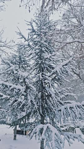 Vertical clip of a tall evergreen conifer laden with fresh downfall, its drooping boughs weighed down under a thick white coating in a residential garden. Bare deciduous branches from a neighbouring tree stretch across the upper frame, their twigs also frosted, while a park bench, a low fence and a wooden shed sit quietly in the background under a blanket of white. The pale, overcast sky blends softly with the ground, giving the whole scene a flat, hushed, wintry light. The composition captures the weight and stillness of a heavy storm settling over a quiet backyard or park corner.
The scene suits content about winter, cold climates, gardens, parks, evergreen trees, seasonal change and everyday life during a storm. It also works for stories on climate, weather forecasting, home and garden care in winter, and outdoor maintenance. Ideal for holiday and Christmas campaigns, greeting cards, local news weather segments, gardening and landscaping content, wellness and mindfulness pieces, documentaries, educational videos, presentations, social media stories, wallpapers, website headers and banners. The heavy white coating and muted palette convey stillness, calm, isolation and quiet natural beauty. The open pale sky at the top leaves generous room for titles and logos. Filmed outdoors during active downfall in flat, overcast daylight, it offers a soft, low-contrast palette typical of a heavy winter storm. Suitable for editorial, educational and commercial projects worldwide.