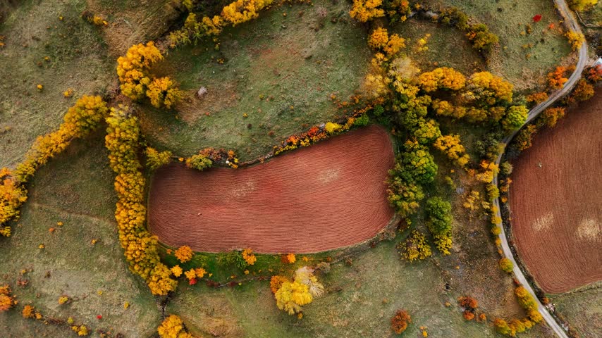 Aerial view of autumn forest in full color