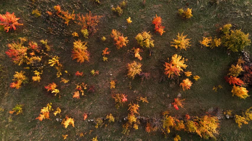Aerial view of autumn forest in full color