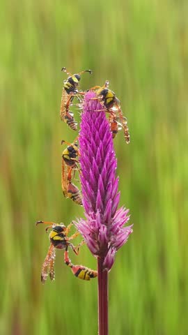 Close-up macro photograph capturing five beautiful potter wasps perched on a tall purple flower stem adorned with glistening dewdrops. Yellow and black wasps with patterned bodies and translucent wings interacting in a lush green natural background. Vivid wildlife scene highlighting biodiversity, insect life, and the intricate beauty of nature at dawn.