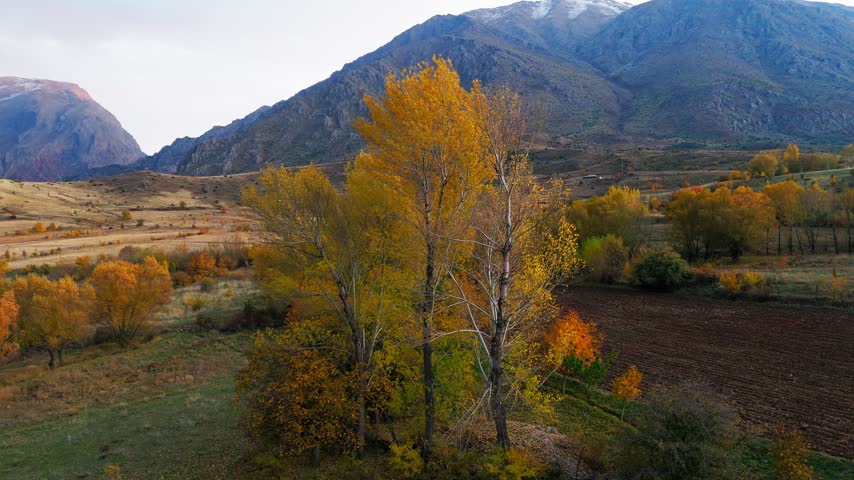 Aerial view of autumn forest in full color