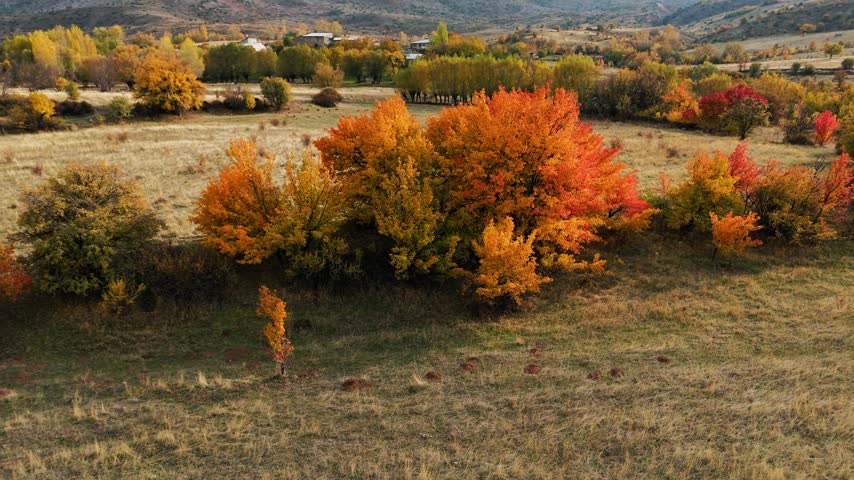 Aerial view of autumn forest in full color