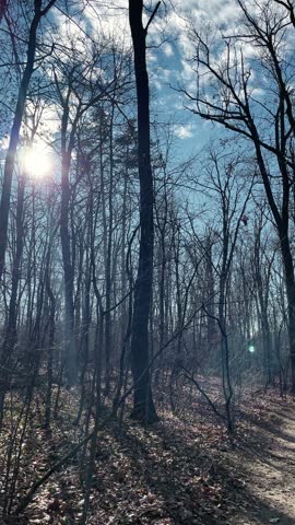 Bright sunlight shines through bare trees in a deciduous forest under a blue cloudy sky. A narrow woodland trail runs through the late autumn or early spring landscape.