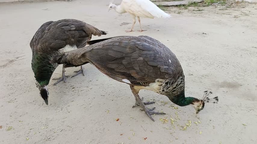 Peacock foraging on sandy ground background
