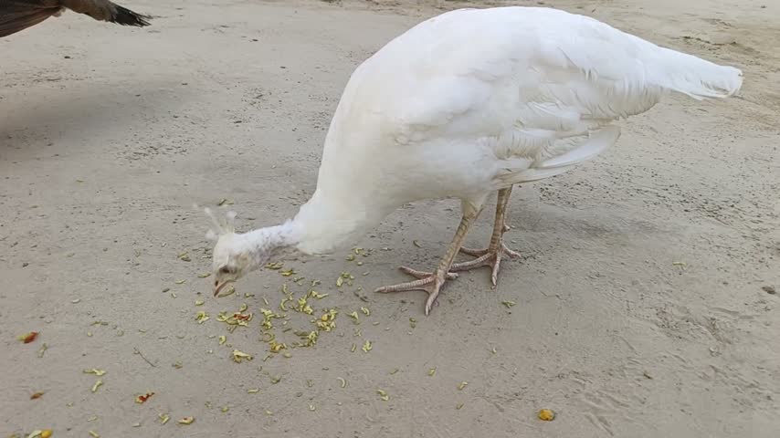 White peacock eating grain on the ground outdoors