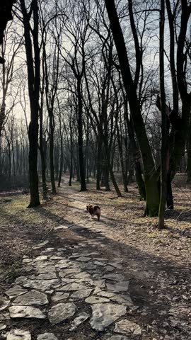 Australian Shepherd walks away along a forest path in early spring. Peaceful outdoor scene represents dog walking, nature and seasonal change.