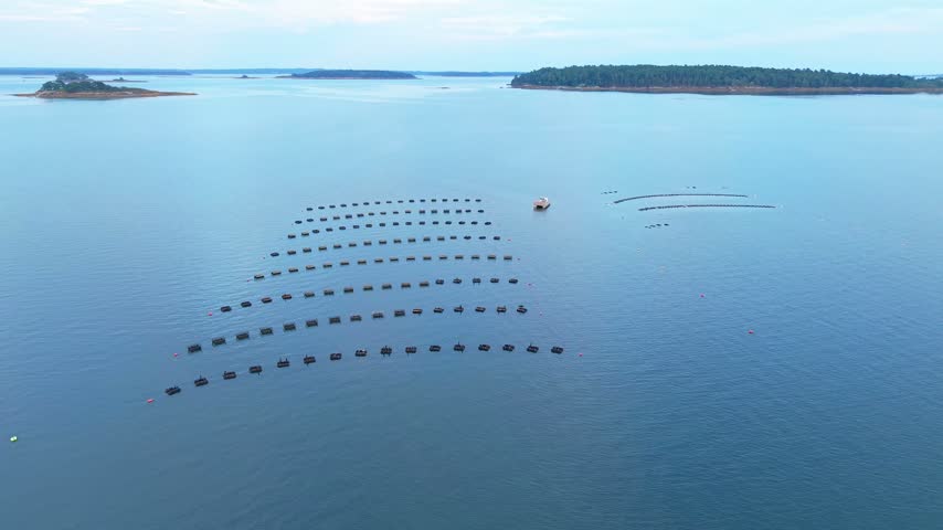 Aquaculture oyster farm with floating cages, mussel lines, and a work barge moored in Casco Bay off the coast of Freeport, Maine.