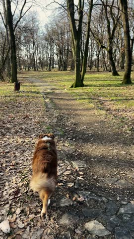 Australian Shepherd walks away along a forest path in early spring. Peaceful outdoor scene represents dog walking, nature and seasonal change.