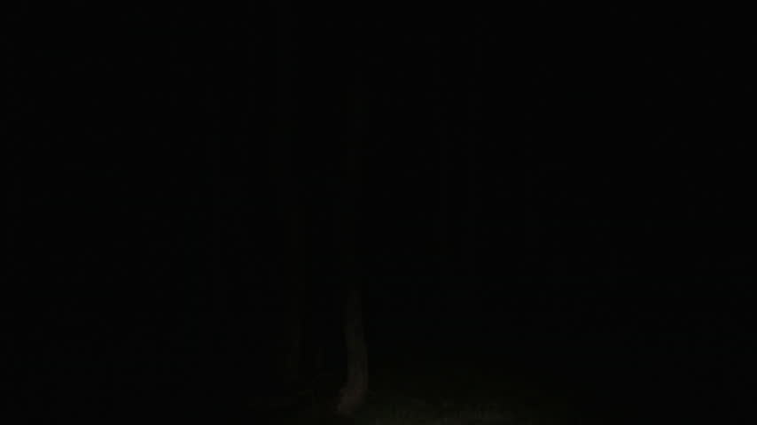 Flashlight Beam Illuminating Tree Trunks During Night Walk Through Dark Forest