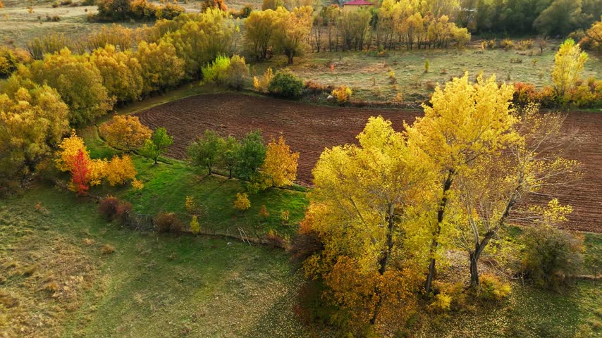 Aerial view of autumn forest in full color
