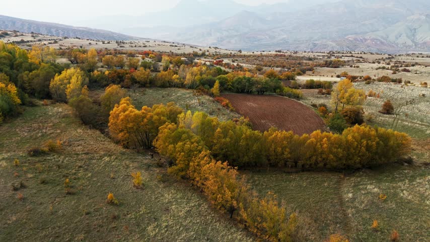 Aerial view of autumn forest in full color