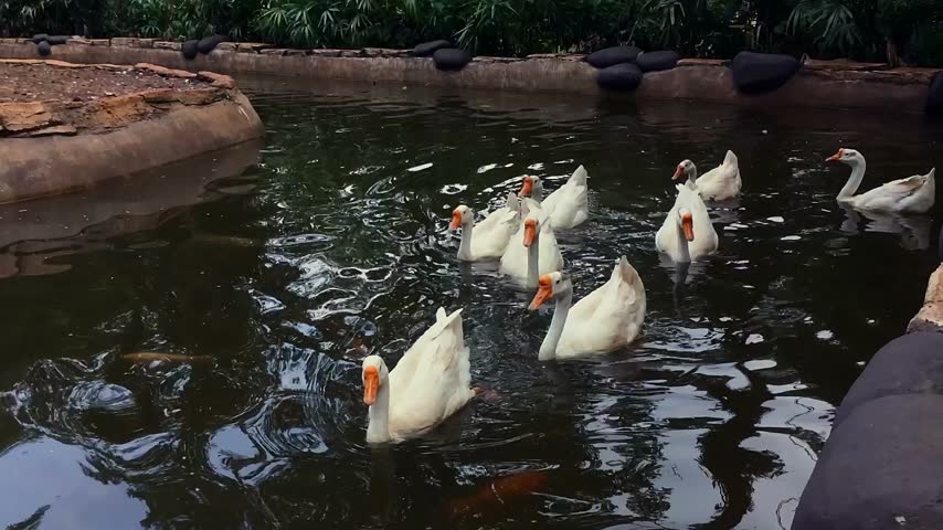 Flock of white geese swimming in the water pond