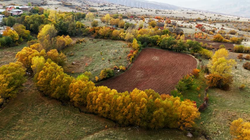 Aerial view of autumn forest in full color