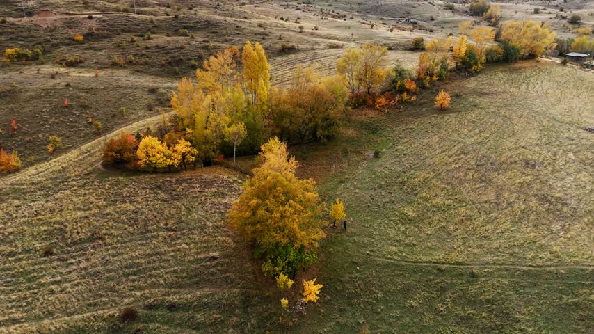 Aerial view of autumn forest in full color