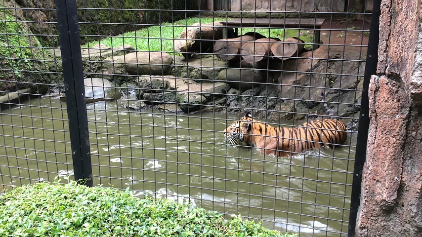 Tiger swimming in water at the enclosure