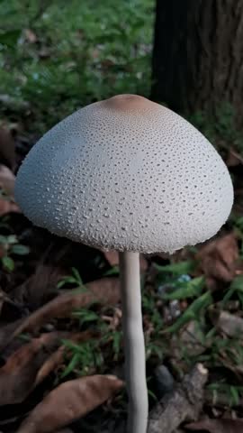 Close-up shot of a white wild parasol mushroom growing on the ground surrounded by green grass and dried leaves