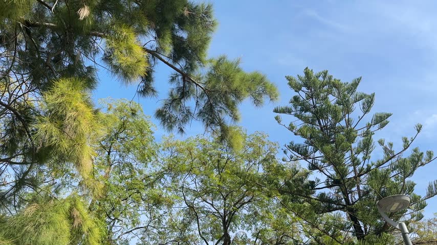 Pine and park treetops seen from below against a clear blue Mediterranean sky in Gandia, Spain.