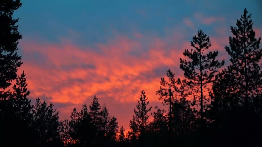 Vivid red sunset sky with dramatic dark cloud formations behind silhouetted pine tree branches.