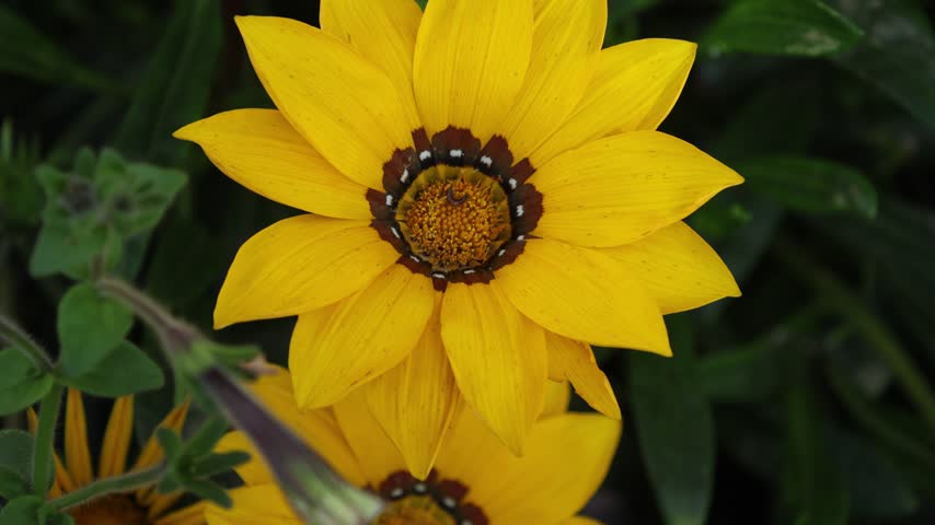 Vibrant yellow Gazania flower blooming in a lush garden, showcasing intricate petal details, a dark central ring, and vivid natural colors in macro photography close-up shot.