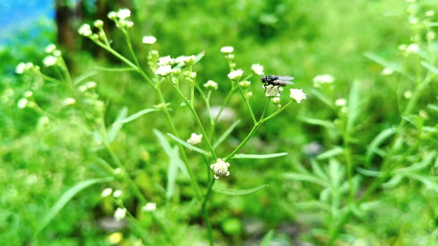 Small white flowers and a fly