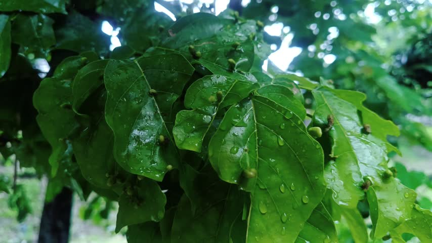 Green leaves with galls outdoors