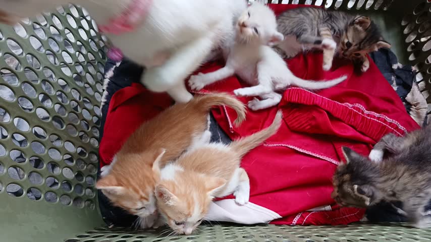 Group of cute playful little kittens playing inside a basket on a red cloth