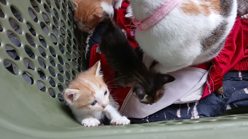 ​Group of Cute Tiny Newborn Kittens Playing and Lying Together in a Plastic Basket on Red Cloth