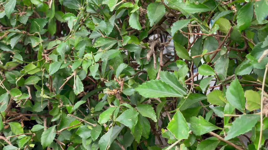 Green hedge plant wall foliage background