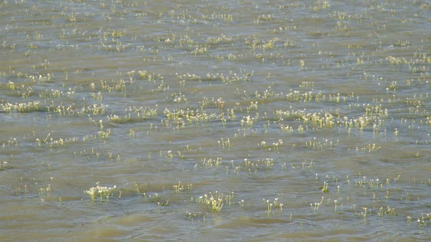 the white flowers on the lake
