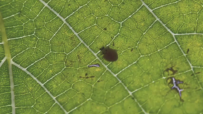 Macro close up of a beetle on a green leaf