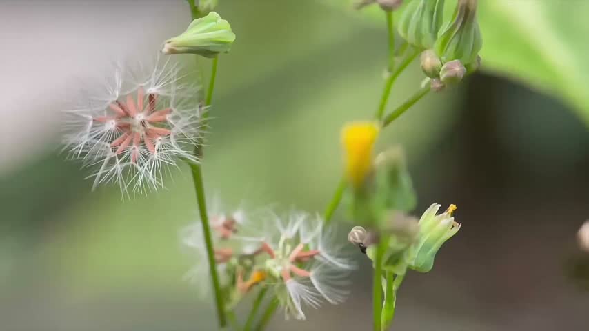 Macro close up of white fluffy flower seeds in nature   