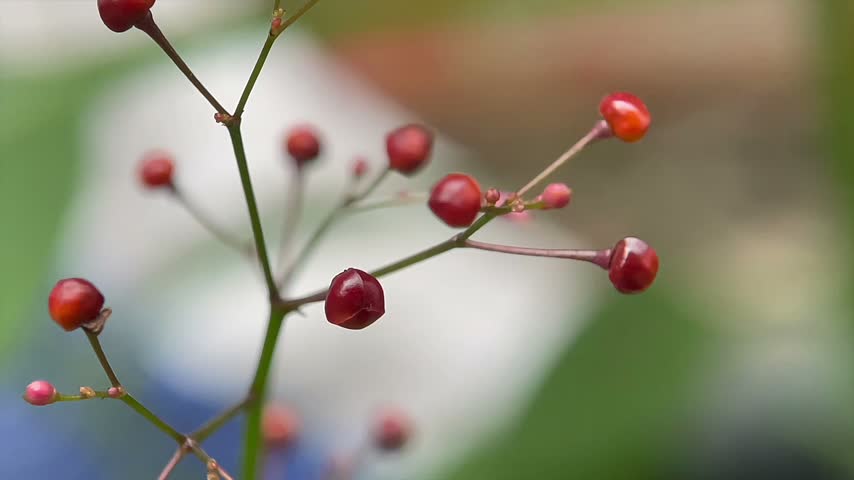 Macro close up of small red berries on branch   
