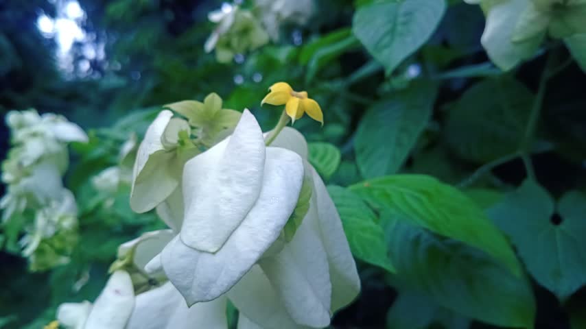 A striking white tropical flower featuring a vibrant yellow center captured against a background of green leaves.