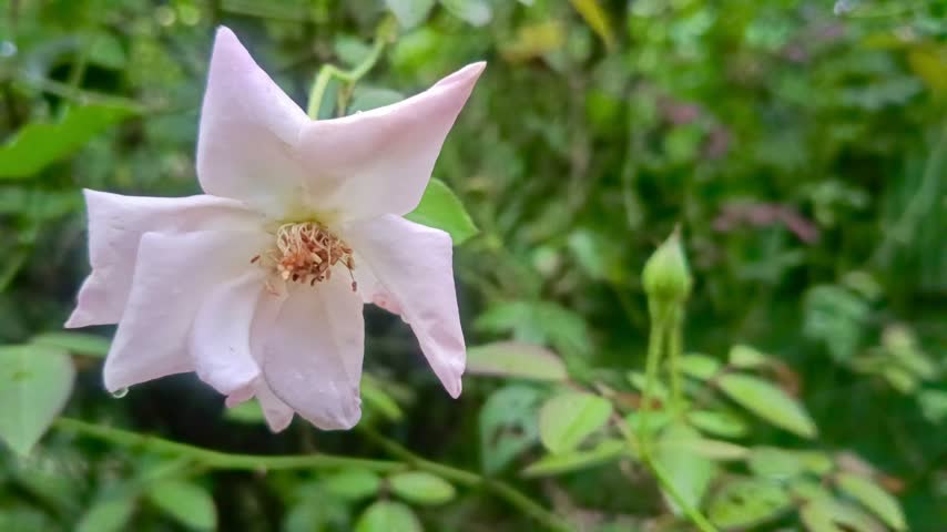 Delicate pale pink rose flower in full bloom with visible stamen set against a soft blurred background of green foliage.