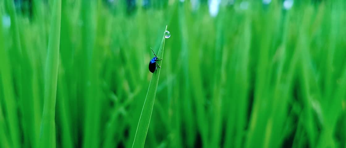 Macro shot of a small metallic blue beetle perched on a vibrant green grass blade next to a crystal-clear dewdrop in a lush field.