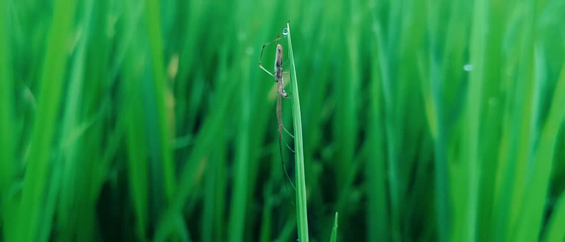 Close-up photograph of a slender spider resting on a tall green grass blade alongside a morning dewdrop in a tranquil natural field.