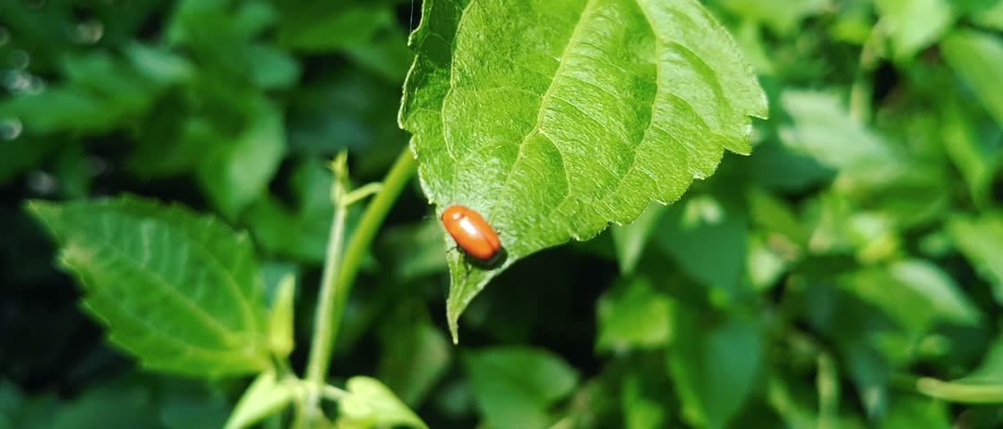 A tiny bright red beetle resting on the textured surface of a lush green leaf surrounded by dense foliage.