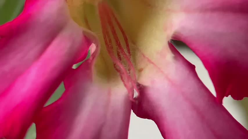 Macro close up of pink flower stamen and petals