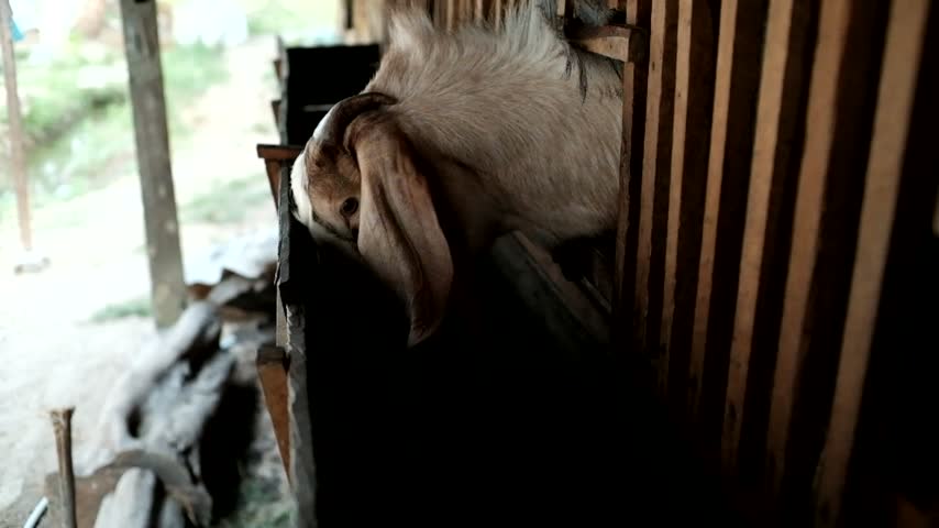 Goat Eating Grass While Sticking Its Head Out of a Wooden Pen