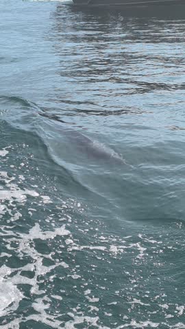 Dolphin swimming alongside a boat, visible just below the surface of the water, Oman