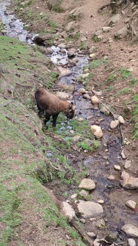 Brown takin walking slowly along a rocky stream bed in a muddy, grassy ditch, Bhutan